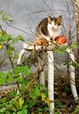 Autumn composition with a cat and an apples