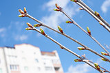 Cherry buds against urban buildings