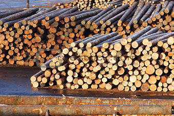 Lumber Mill Log Pile