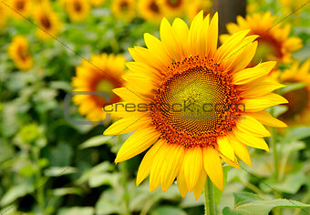 The sunflower