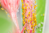 Aphids on the flower