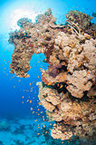 Beautiful tropical coral reef scene