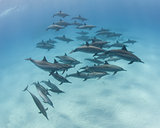 Pod of spinner dolphins in a sandy lagoon