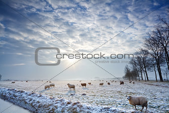 sunbeams over winter pasture with sheep
