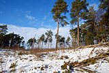 coniferous winter forest