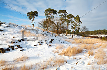 pines on snowy hill