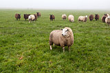 Dutch sheep on pasture in fog