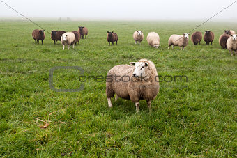 Dutch sheep on pasture in fog