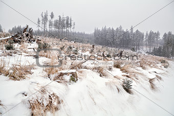 snowfall in Harz mountains