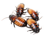 four Madagascar cockroaches