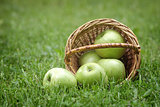 wicker basket full of green apples