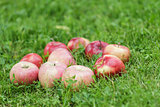 red ripe apples on fresh green grass