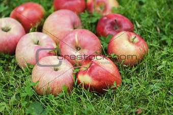 red ripe apples on fresh green grass