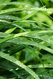 clear droplets on green grass of iris