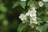 jasmine flowers close up