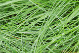 fresh wet grass after rain