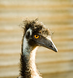 The funny ostrich