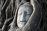 Head of a historical Sandstone Buddha