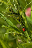 ladybug and aphis