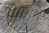 Wood cross section background.