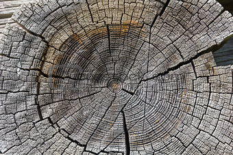 Wood cross section background.