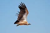 White-backed vulture in flight
