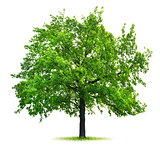 Big green oak