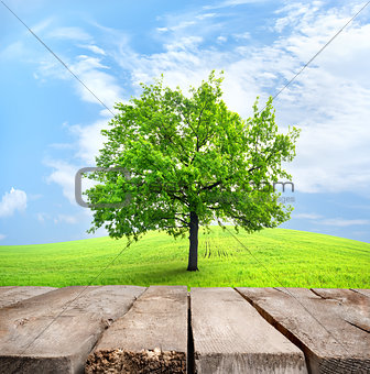 Table and green tree