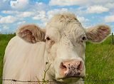 beautiful cow in the grass
