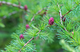 Close-up of fir tree branches with cones and needles