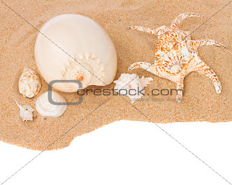 seashells on sand border