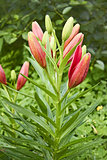 Lily buds opened on flower bed