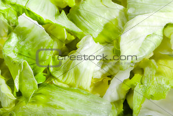 Fresh green healthy salad lettuce