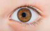 Human eye brown color