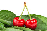 Two Cherries and branch with leaves