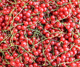 background of red berries in closeup