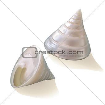 Seashells isolated on white background.