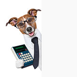 accountant dog 