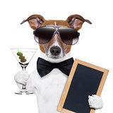 martini dog