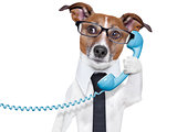 business dog on the phone 