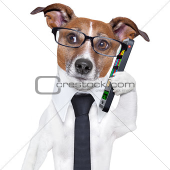business dog