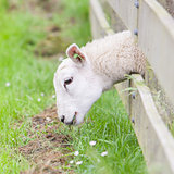 Sheep eating