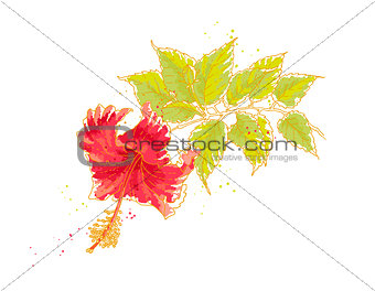 Hibiscus flower, isolated on white background