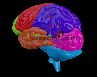 Brain with highlighted  sections