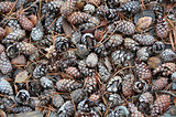 Pine cone texture