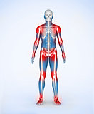 Red joints of a blue digital skeleton