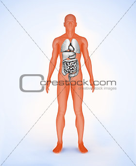 Orange digital figure with organs