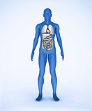 Blue digital human with visible organs