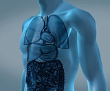 Transparent digital blue body with organs