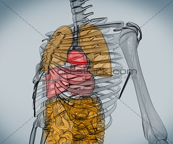 Digital skeleton with organs